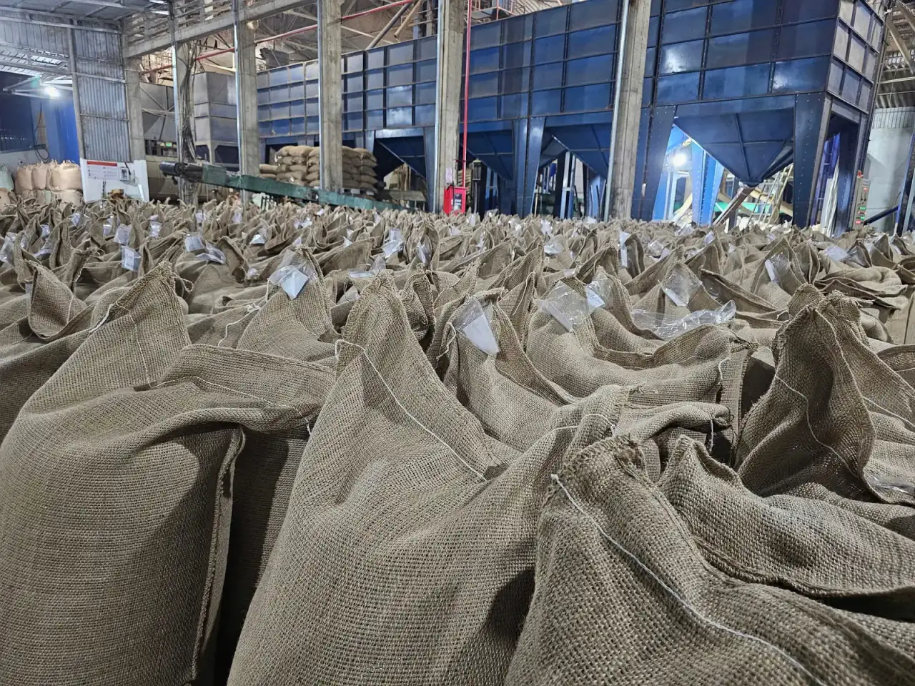 Filled jute sacks with lot tags in front of the grading silos