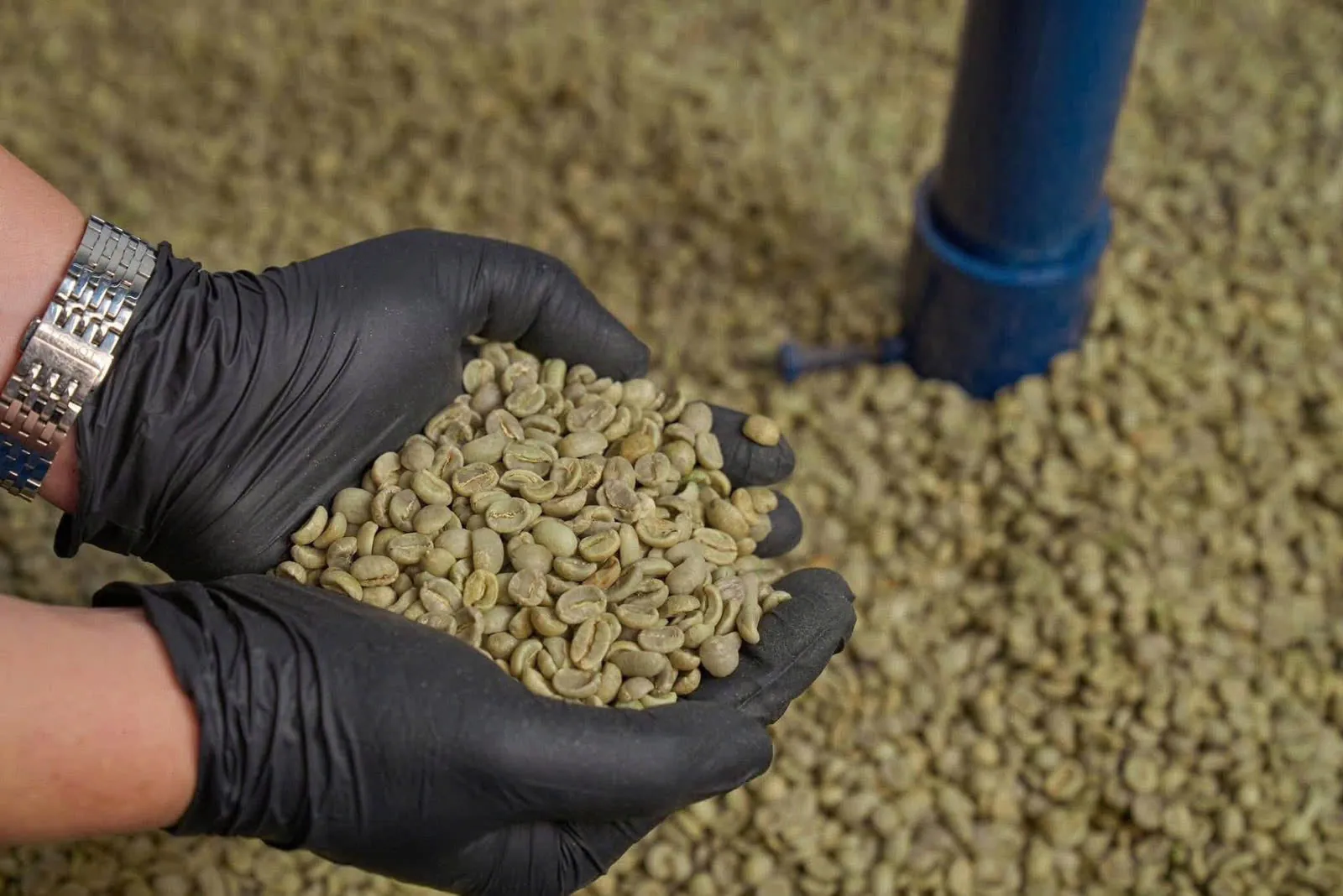 Gloved hands holding green coffee beans above a lot spread on our warehouse floor