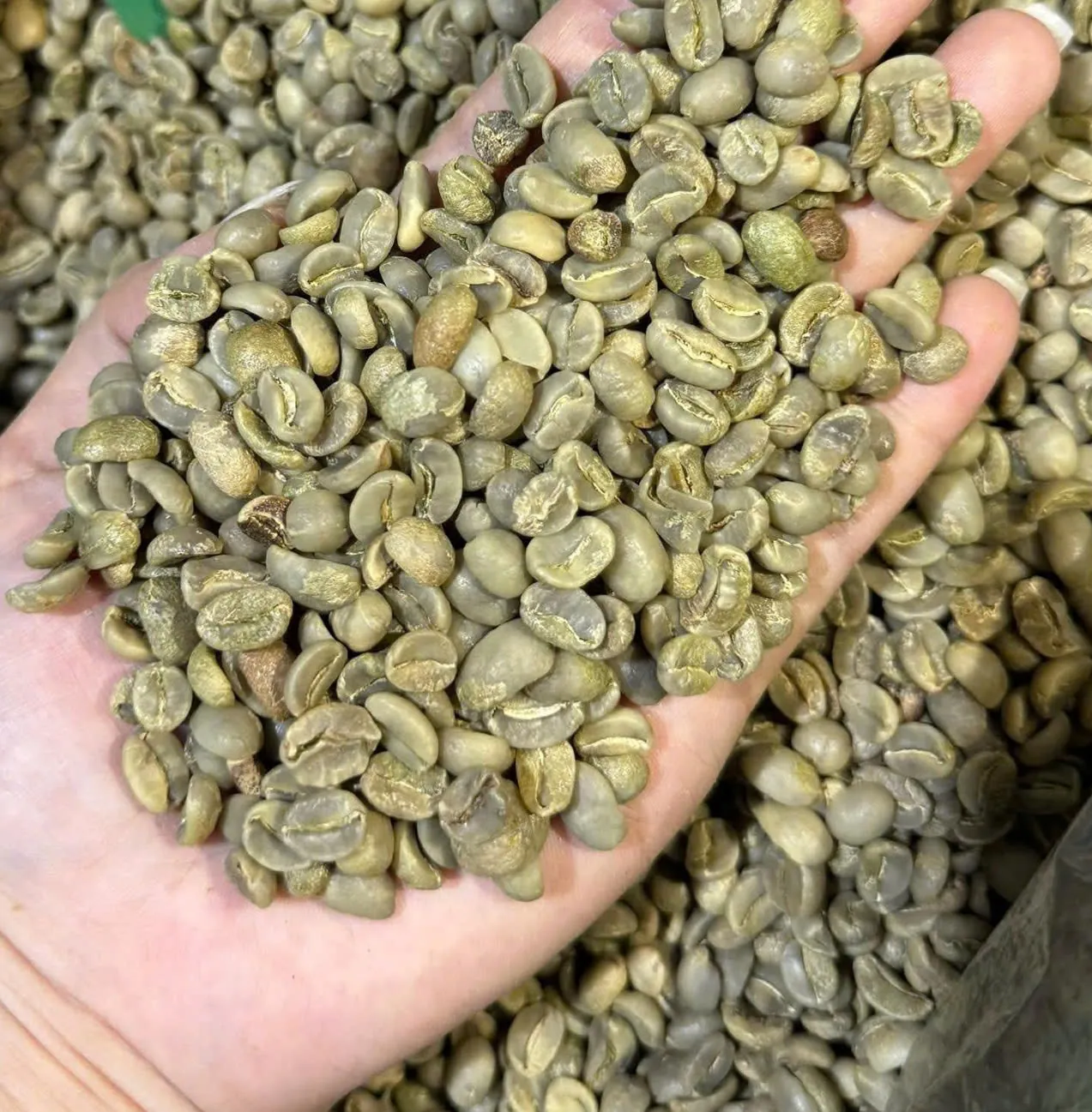 Green coffee beans in an open palm