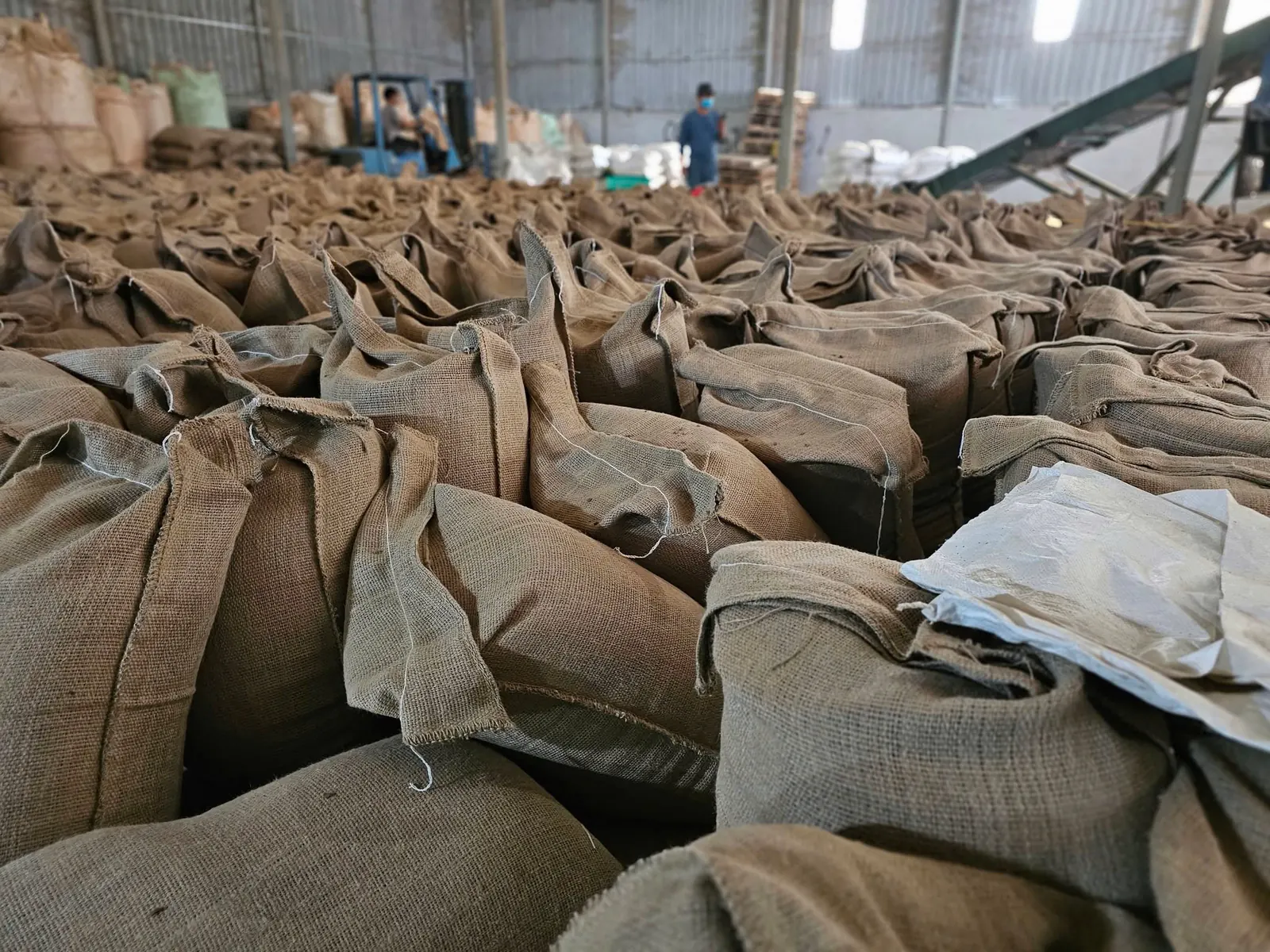 Jute sacks of green coffee waiting for the forklift