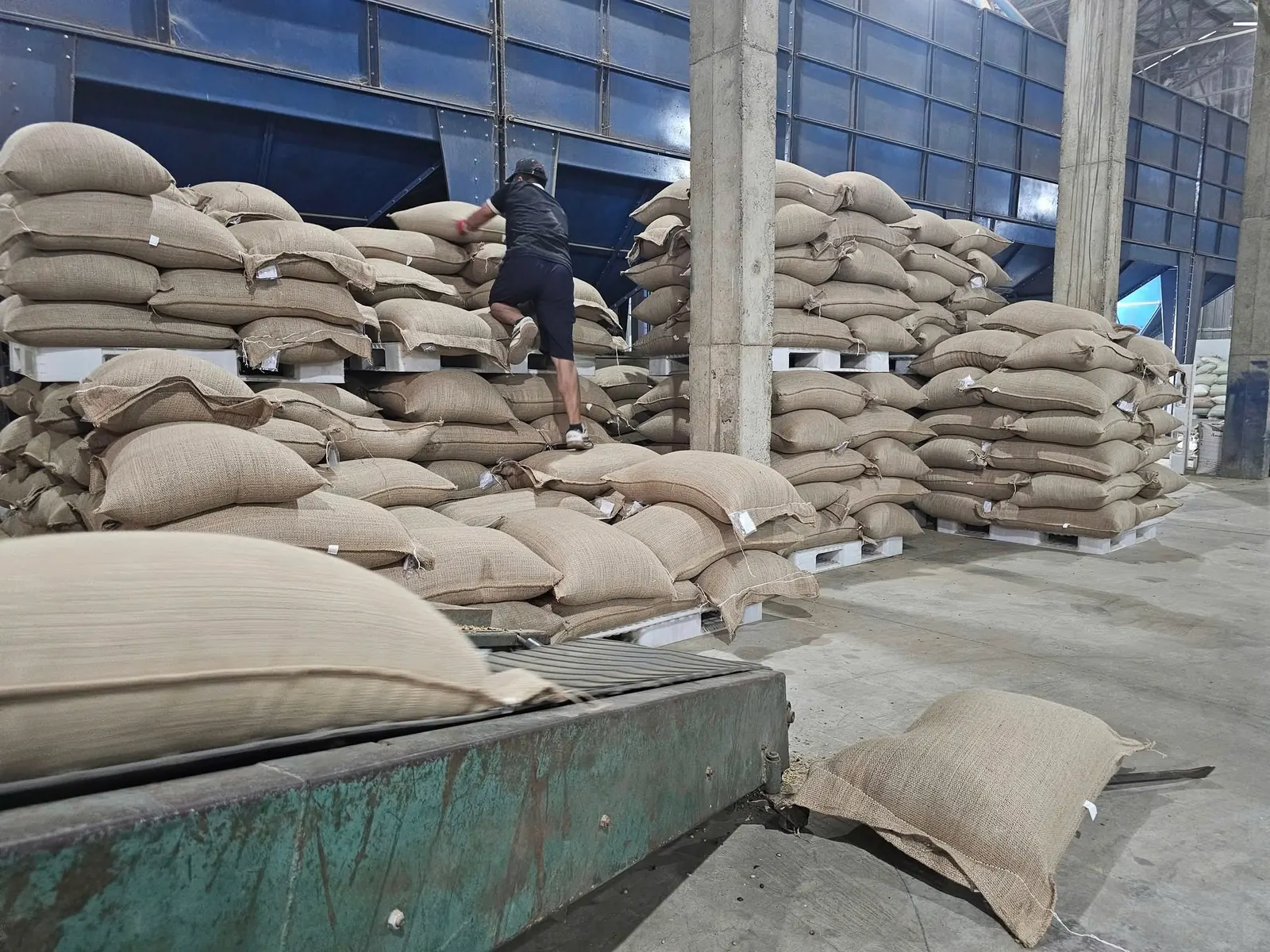 Stacking jute sacks on pallets in the warehouse